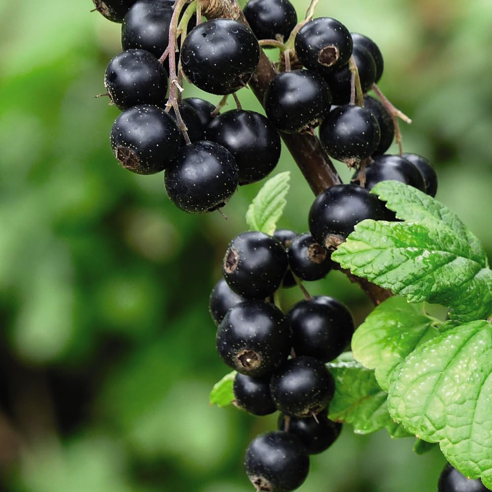 Thompson and Morgan Currant Trio Braided Stem Potted Plant 24cm Image 3