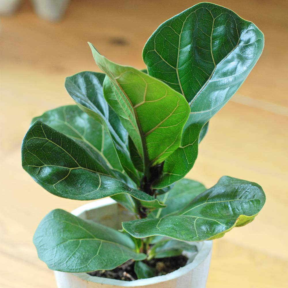 Thompson and Morgan Ficus Lyrata Compacta Fiddle Leaf Fig Plant Pot 9cm 2 Pack Image 6