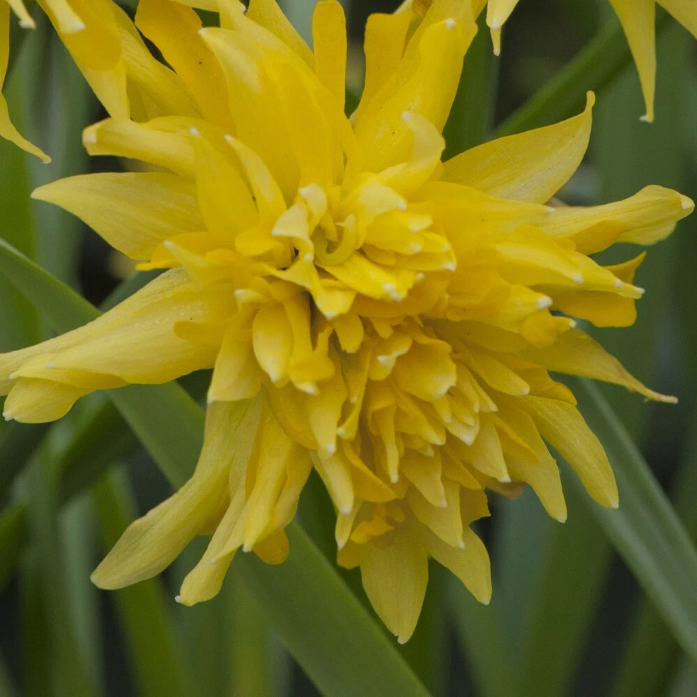 Thompson and Morgan Daffodil Rip Van Winkle Spring Planting Bulb 40 Pack Image 3