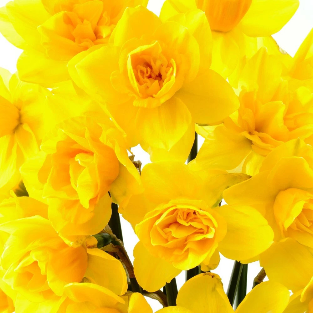 Thompson and Morgan Daffodil Raffles Spring Planting Bulb 32 Pack Image 4