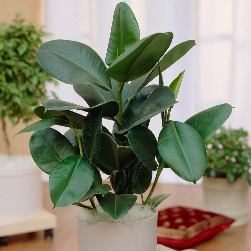 YouGarden Ficus Robusta Rubber Plant Image 2