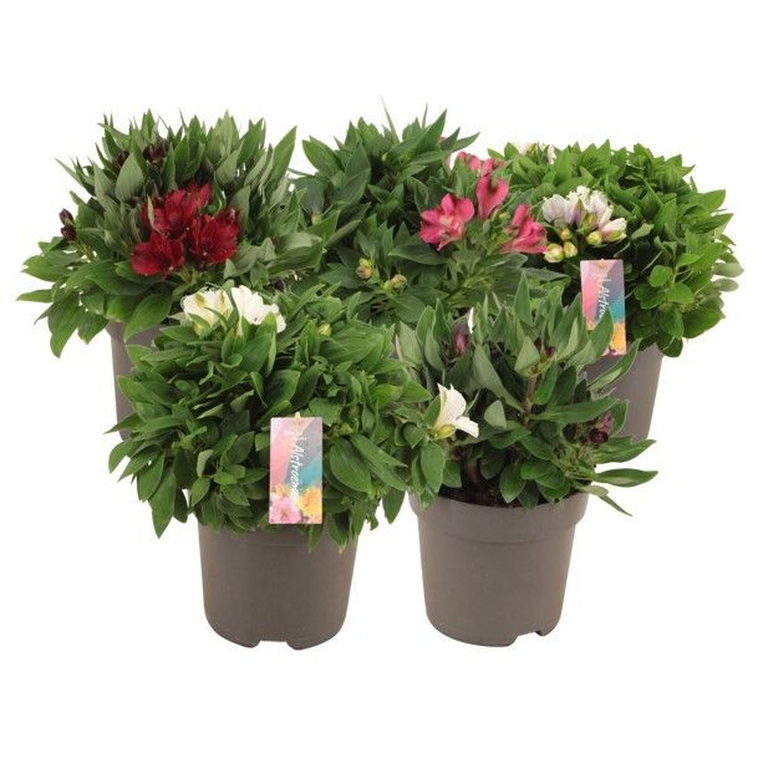 Alstroemeria Inticancha Plant Image 2