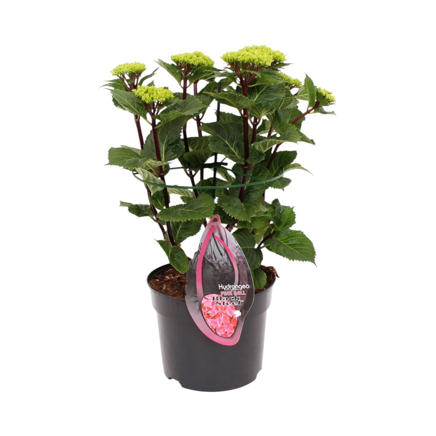 Hydrangea Blacksteel Plant Image 2