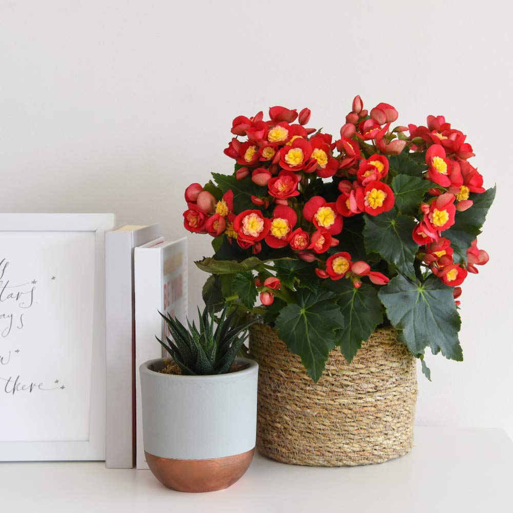 Thompson and Morgan Begonia Valentino Pink Potted Plant 14cm Image 6