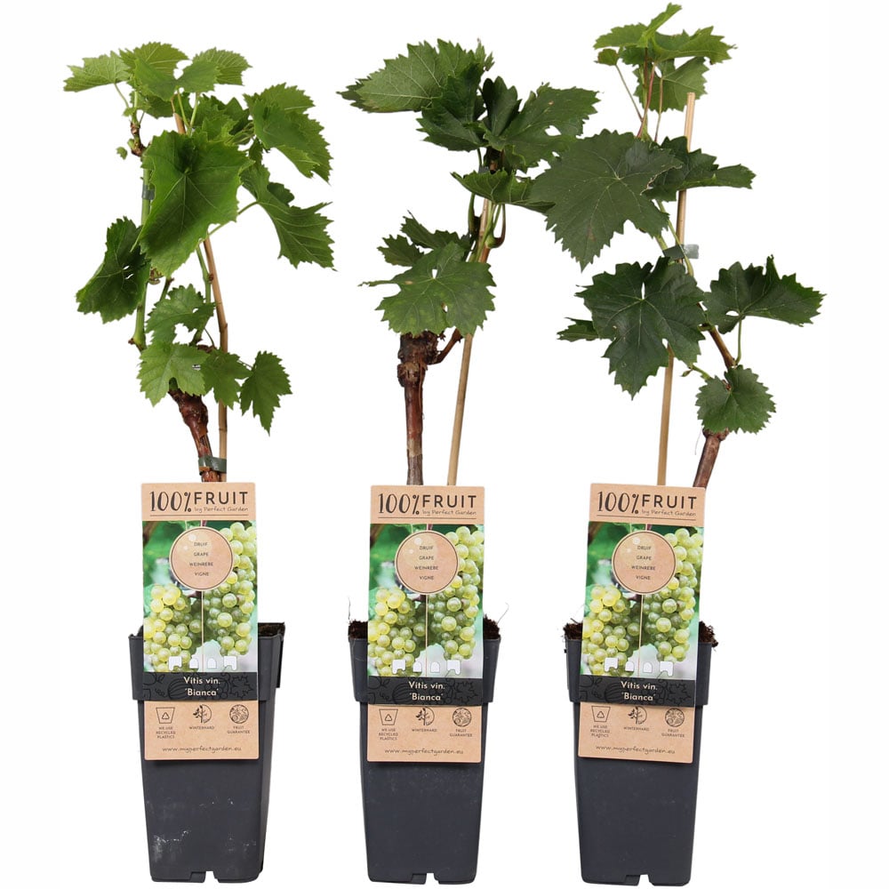 Thompson and Morgan Grape Vitis Pinot Gris Red Plant Pot 10.5cm Image 2