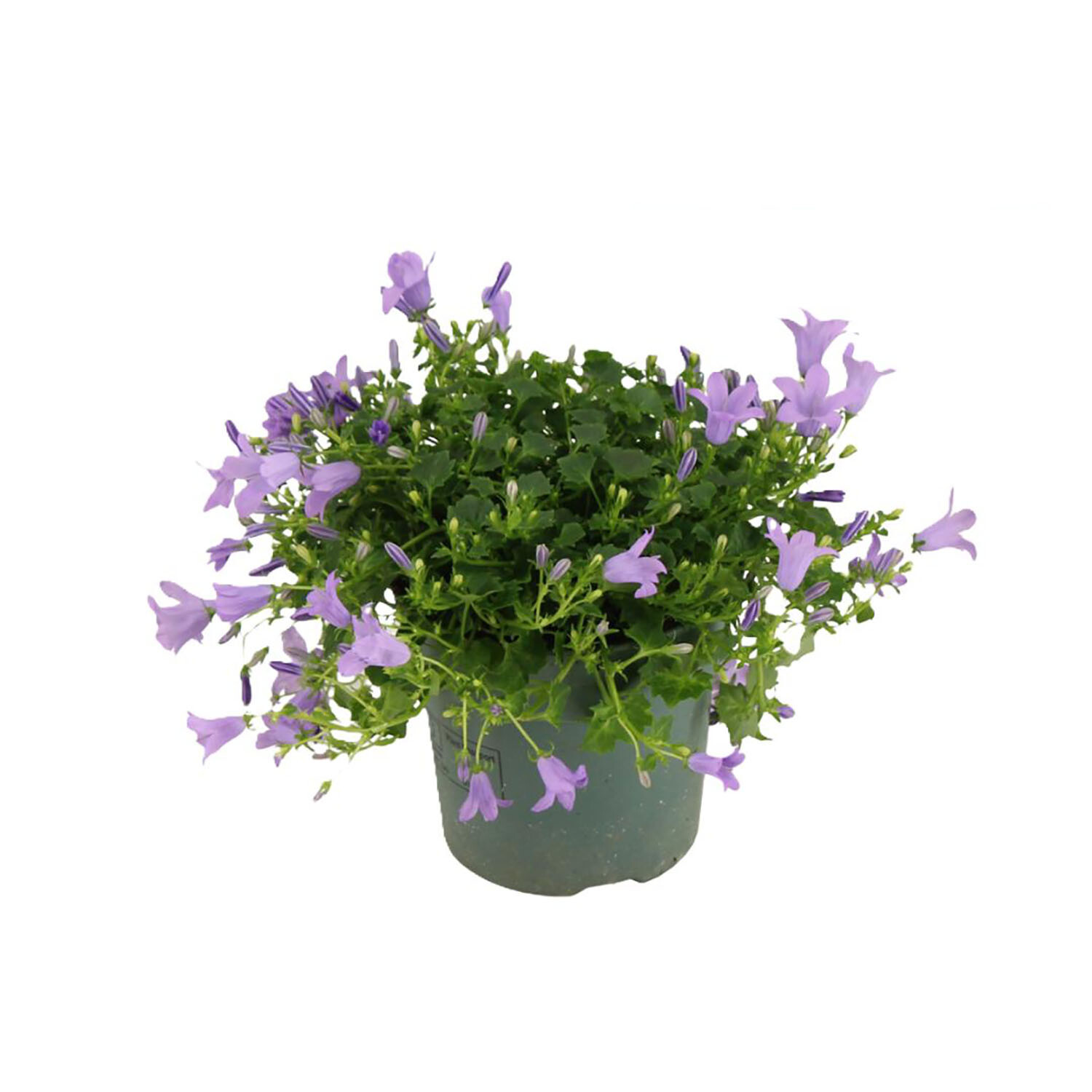 Campanula Ambella 10.5cm - Lavender Image