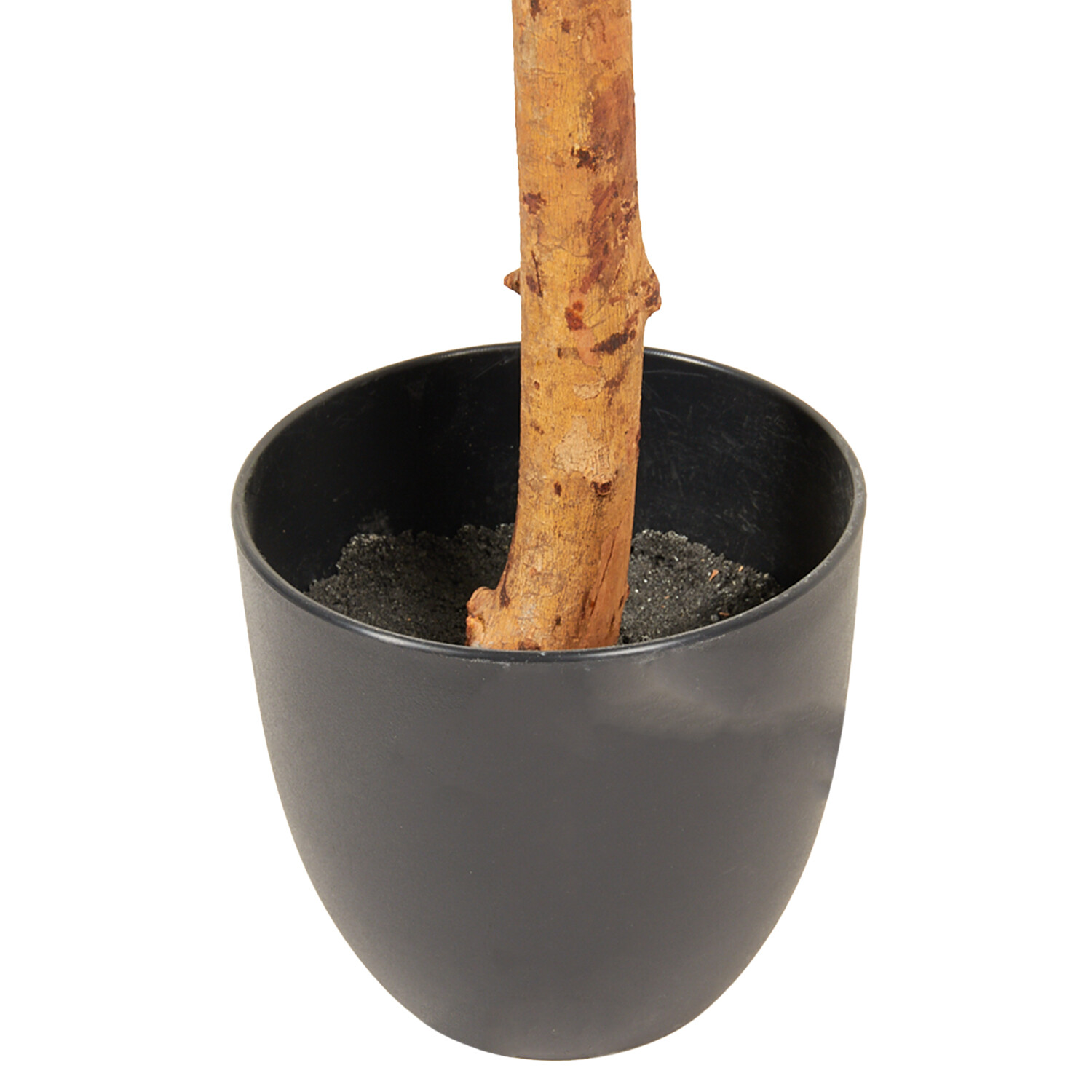 Topiary Style Single Trunk Bay Leaf Tree - Green Image 3