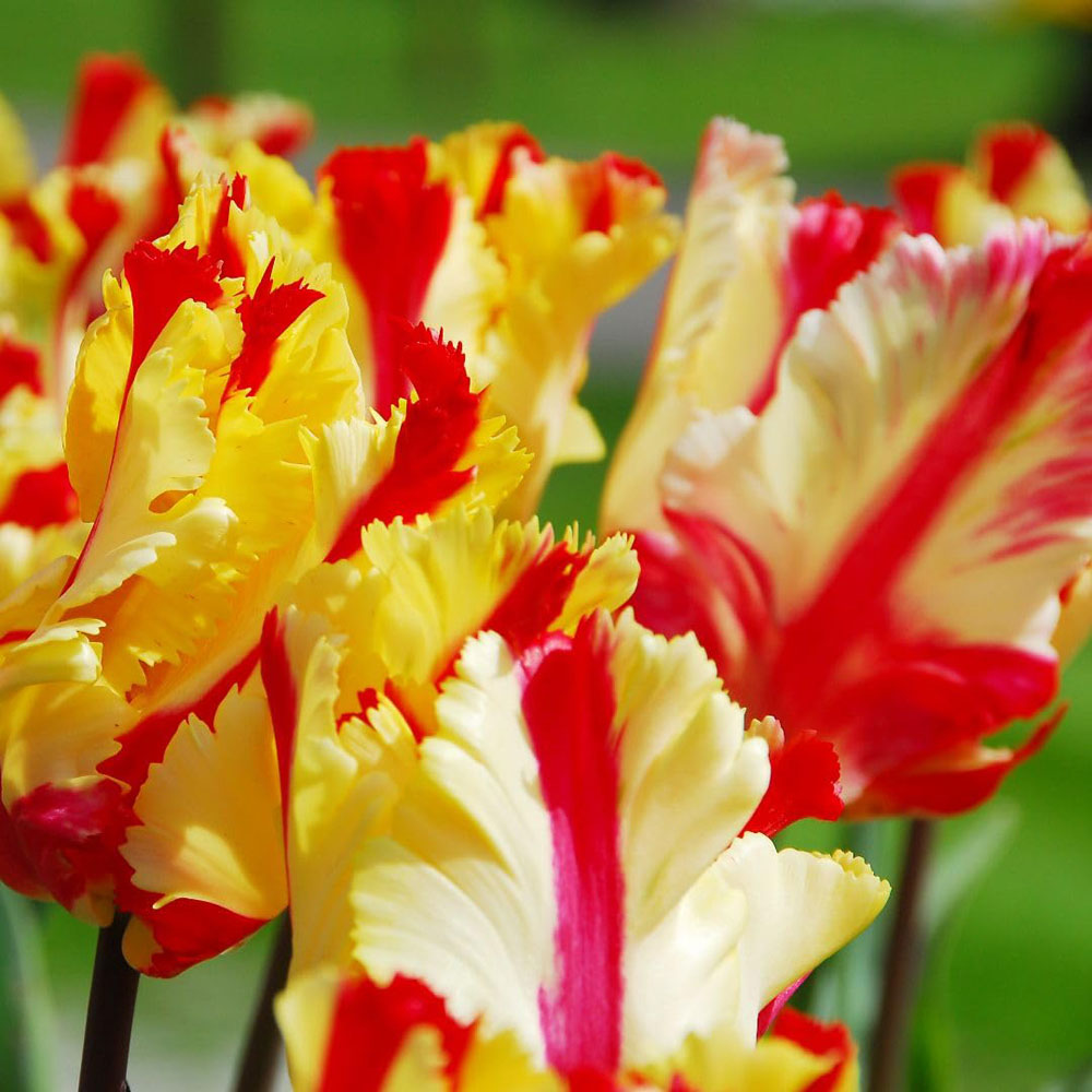 Thompson and Morgan Tulip Flaming Parrot Planting Bulb 16 Pack Image 3