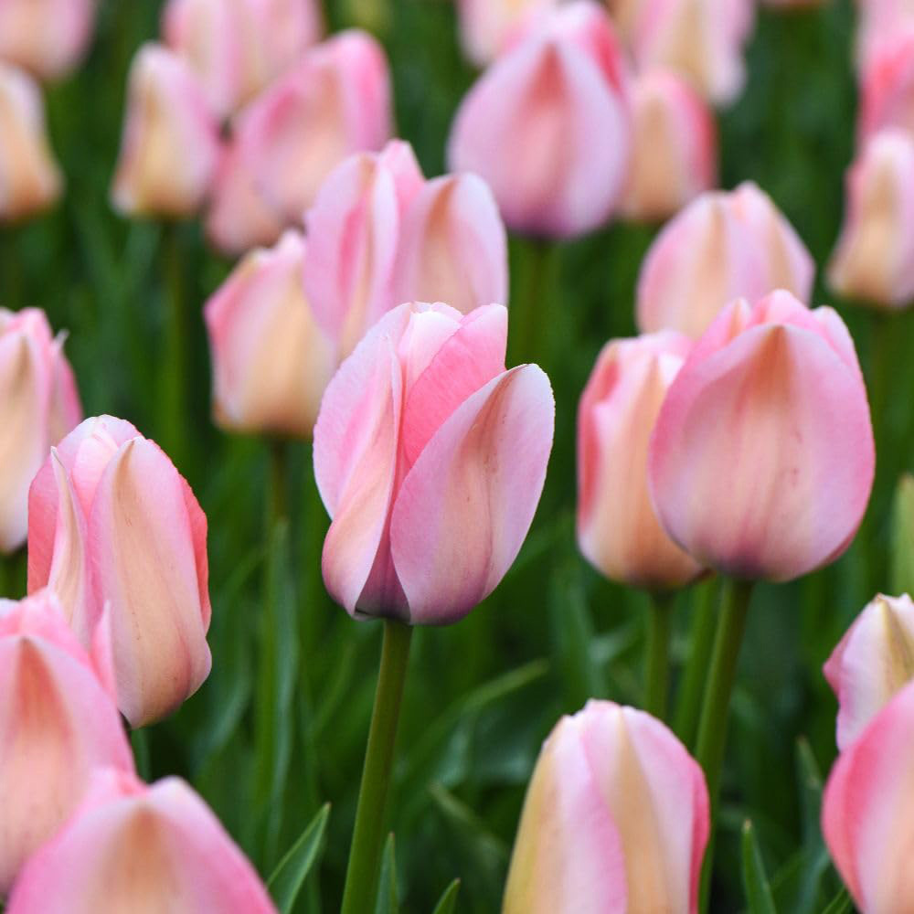 Thompson and Morgan Tulip Bella Blush Bulbs 8 Pack Image 2
