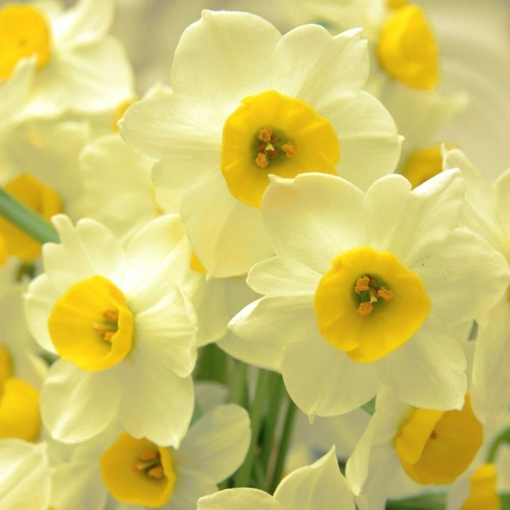 Thompson and Morgan Daffodil Jonquilla Sundisc Planting Bulb 16 Pack Image 4