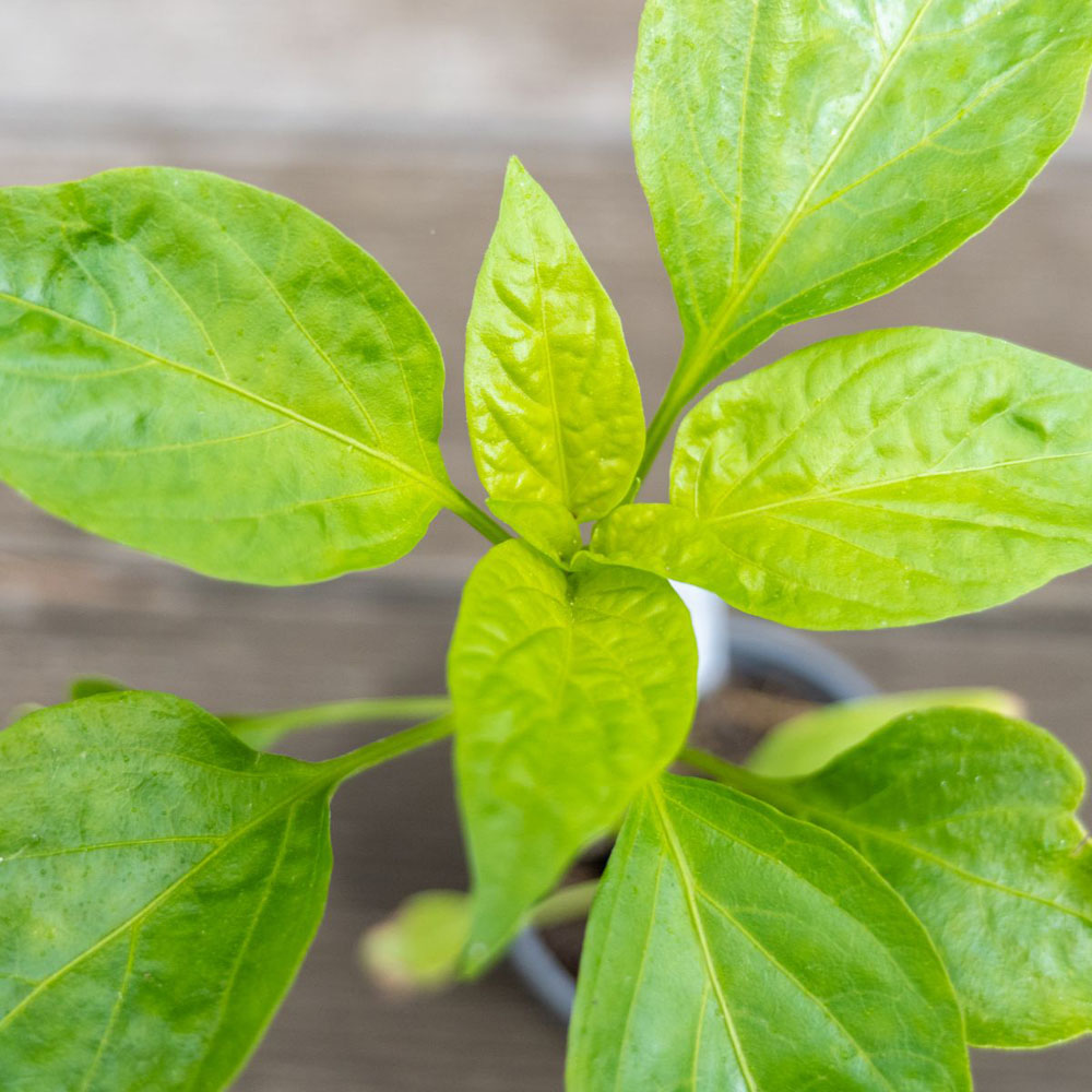 Thompson and Morgan Pepper Chilli Hot Patio Scotch Bonnet Red Plant Pot 9cm Image 2