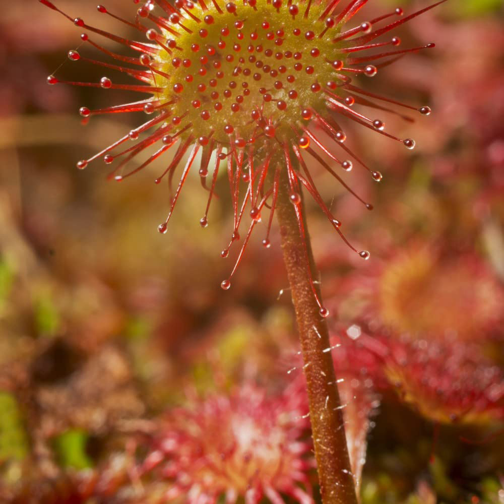 Thompson and Morgan Drosera Paradoxa Potted Plant 9cm Image 4