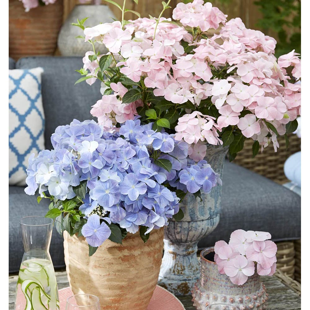 Thompson and Morgan Hydrangea French Bolero Plant Pot 13cm Image 2