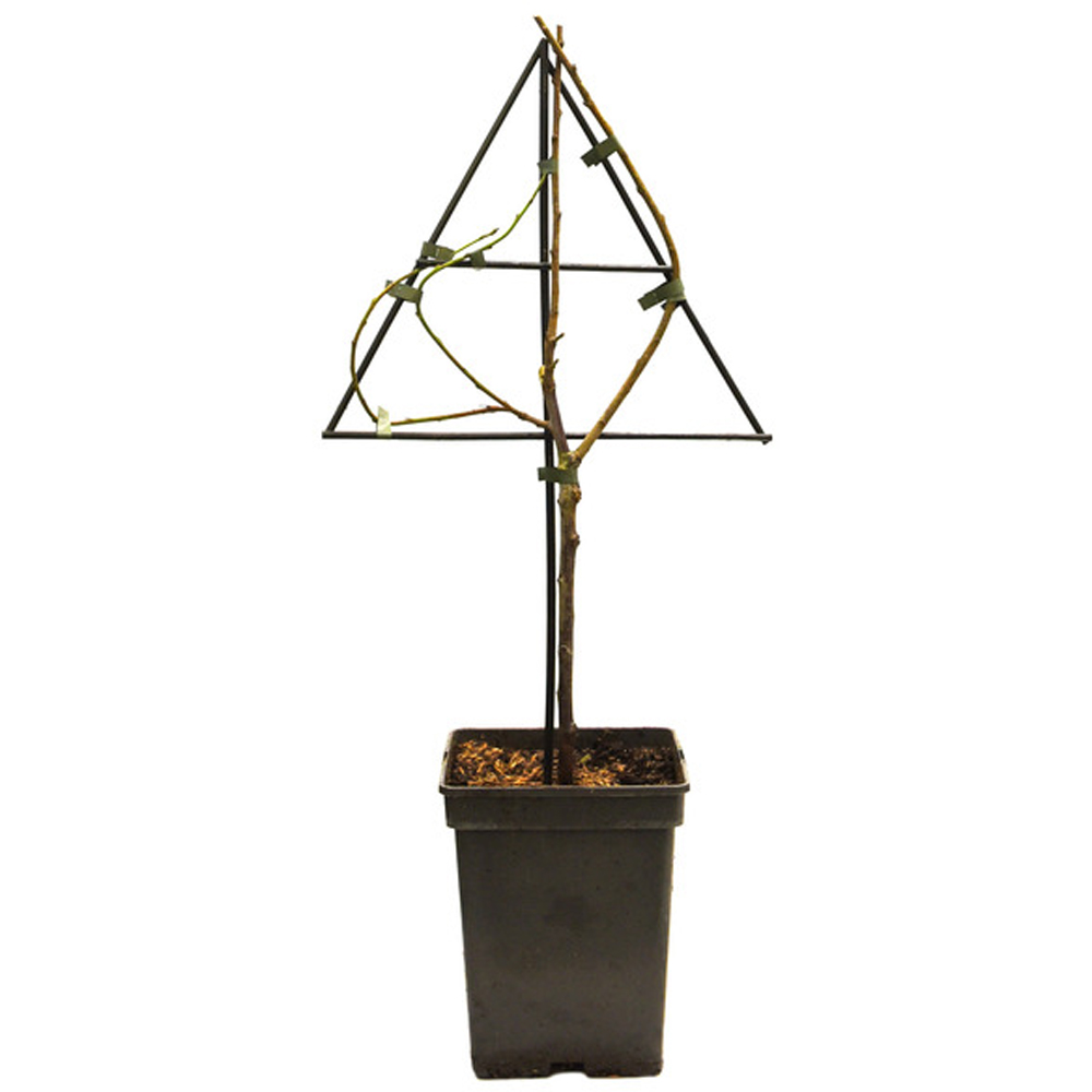 Thompson and Morgan Apple Malus Cox's Orange Pippin Espalier Tree Pot 5L 2 Pack Image 2