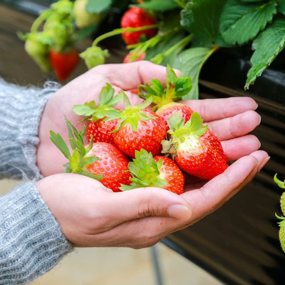 Thompson and Morgan Strawberry Fragaria Symphony Peat Free Plant Pot 9cm 6 Pack Image 4