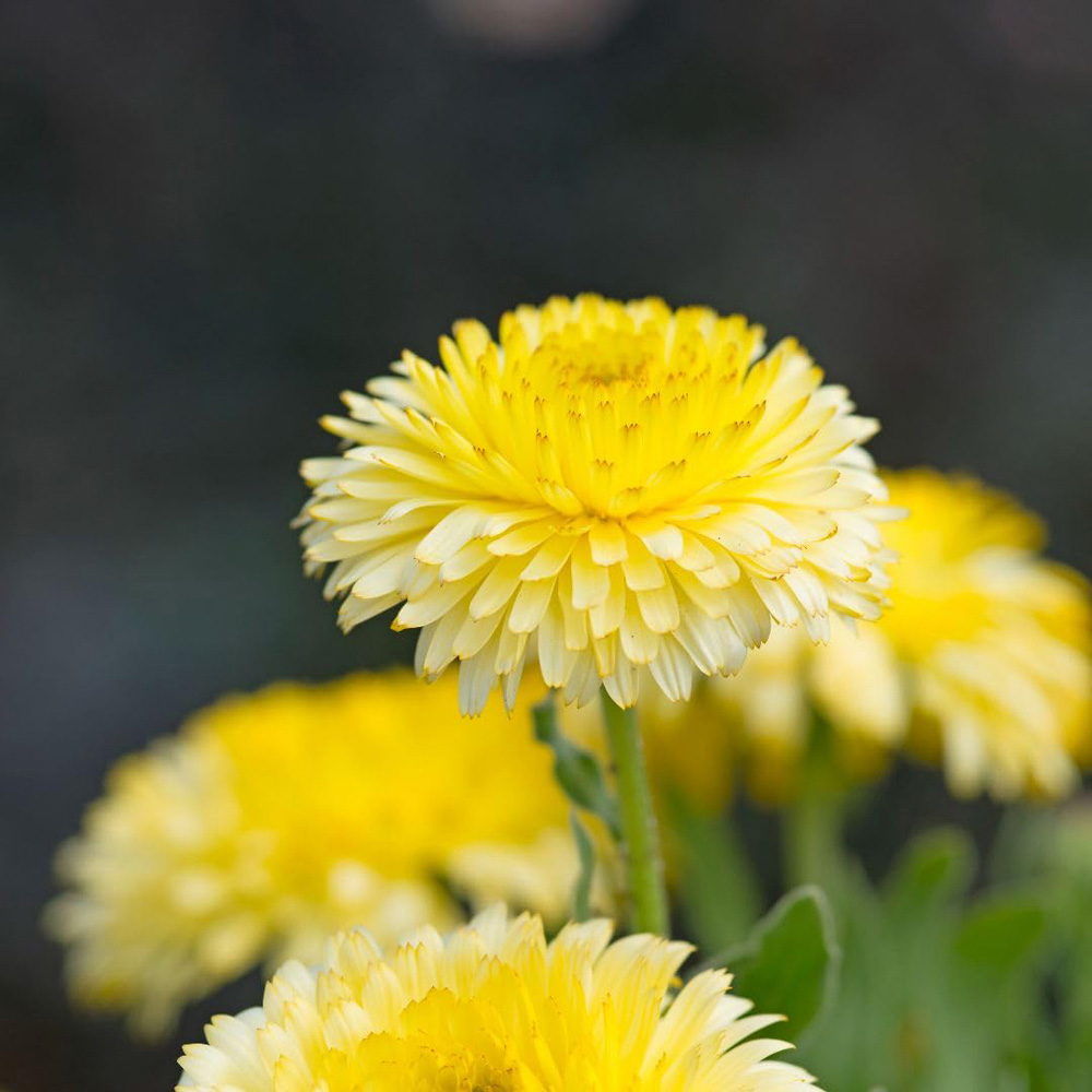 Thompson and Morgan Calendula Officinalis Double Lemon Seed Packet Image 2