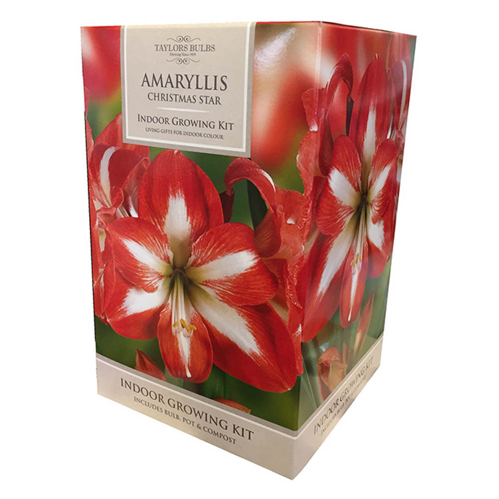 Taylors Indoor Growing Kit Amarylis Christmas Star Image 2