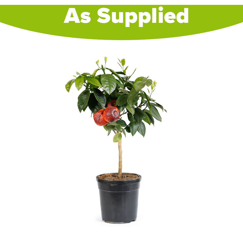 YouGarden Citrus Meyeri Orange Arcobal Tree in Pot Image 3