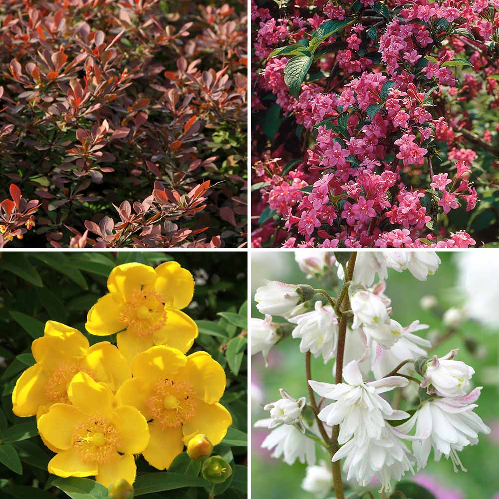 YouGarden The Ultimate Winter Hardy Shrub Collection 12 Pack Image 2