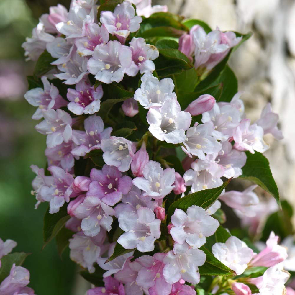 Thompson and Morgan Weigela Towers of Flowers Duo Plant Pot 9cm 2 Pack Image 2