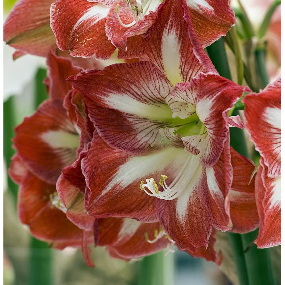Thompson and Morgan Amaryllis Minerva Bulb Image 4