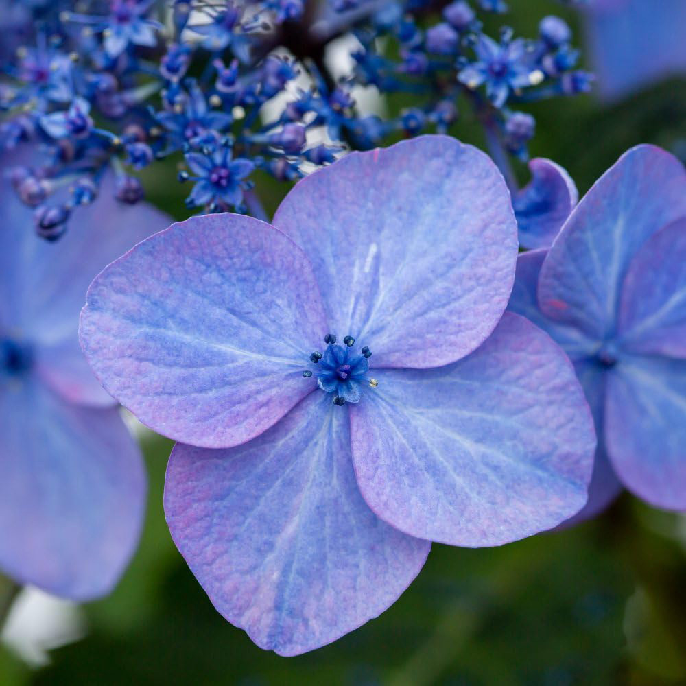 Thompson and Morgan Hydrangea Endless Summer Pop Star Plant Pot 3L 2 Pack Image 3