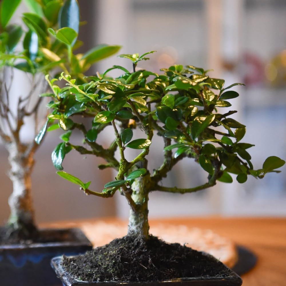 Thompson and Morgan Bonsai Mix in Ceramic Potted Plant 16cm 2 Pack Image 3