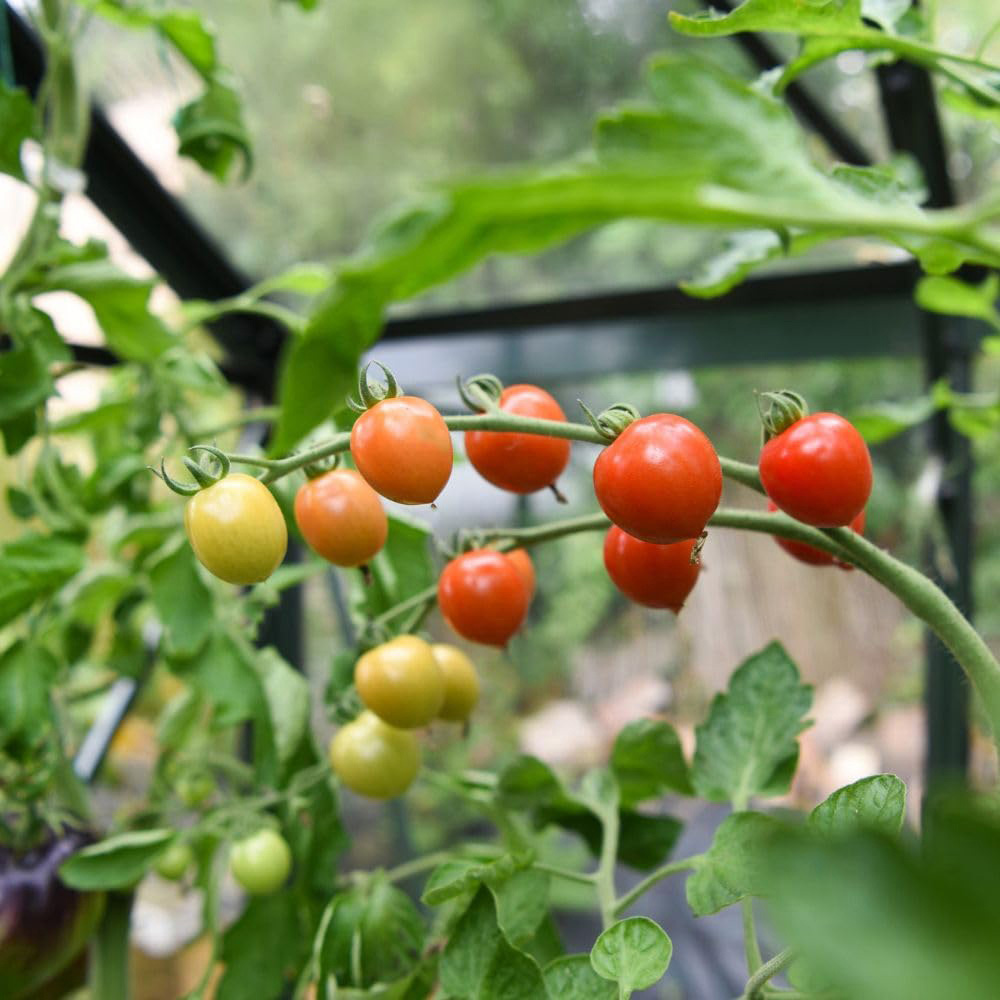 Thompson and Morgan Tomato Toddler F1 Seed Packet Image 3