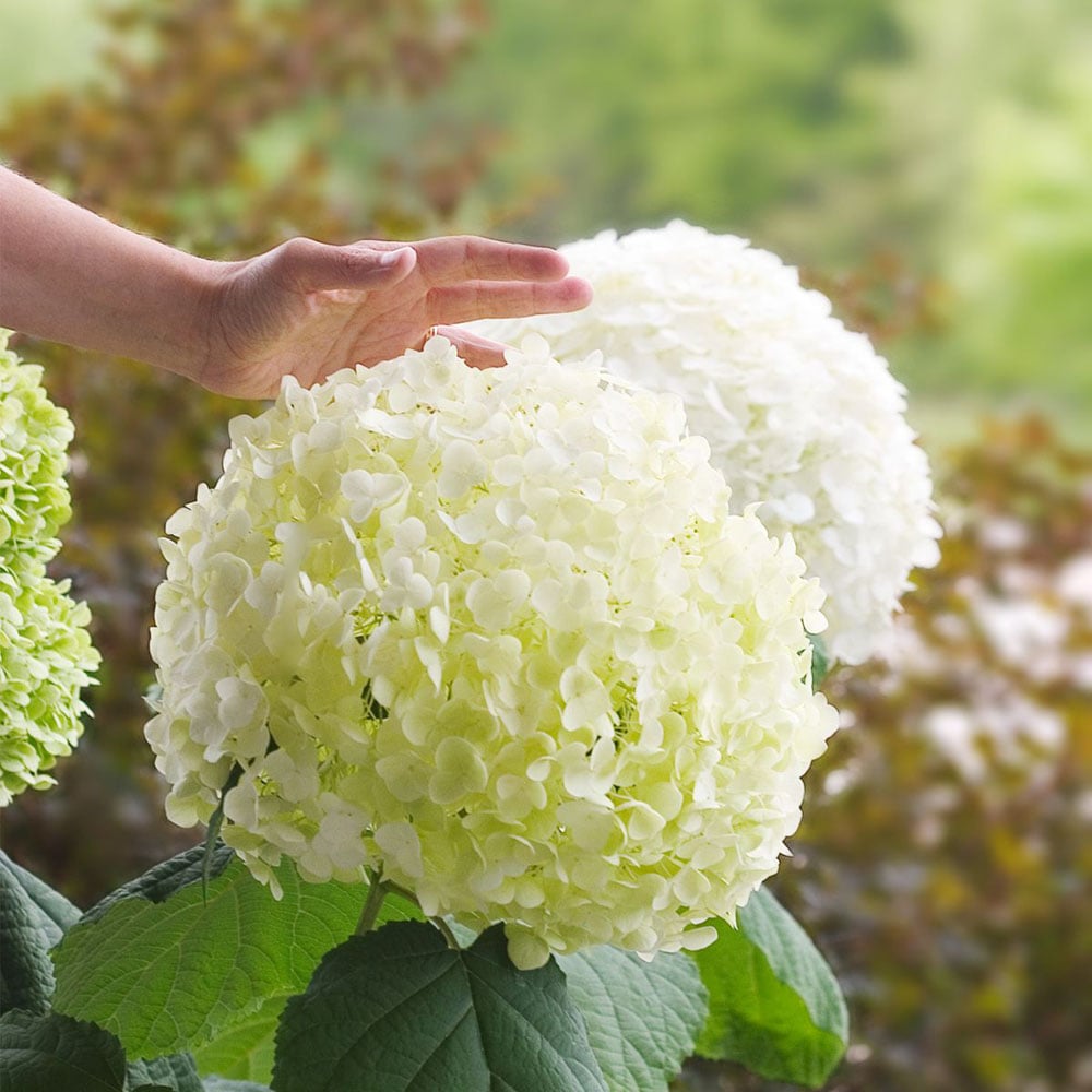 Thompson and Morgan Hydrangea Annabelle Plant Pot 12L Image 3