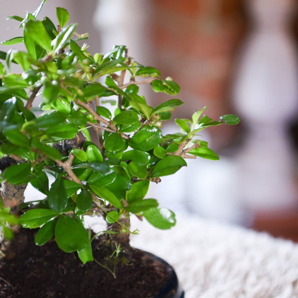 Thompson and Morgan Bonsai Forest Mix in Oval Ceramic Potted Plant 16cm Image 3
