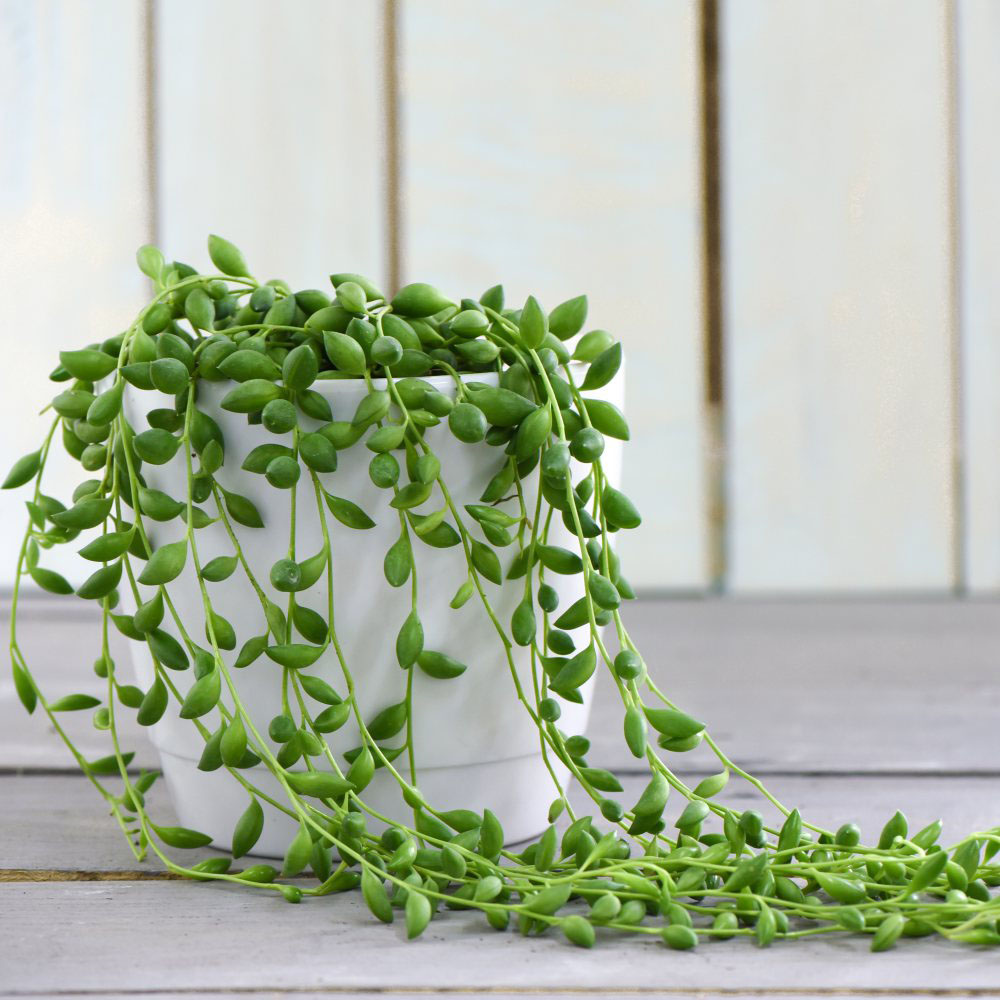 Thompson & Morgan Senecio Rowleyanus String of Pearls Potted Plant 9cm 2 Pack Image 5