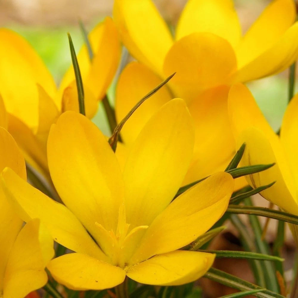 Thompson and Morgan Crocus Dutch Yellow Planting Bulb 80 Pack Image 3