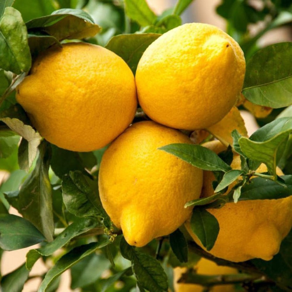 Thompson and Morgan Citrus Fruit Plant Pot 9cm 2 Pack Image 1