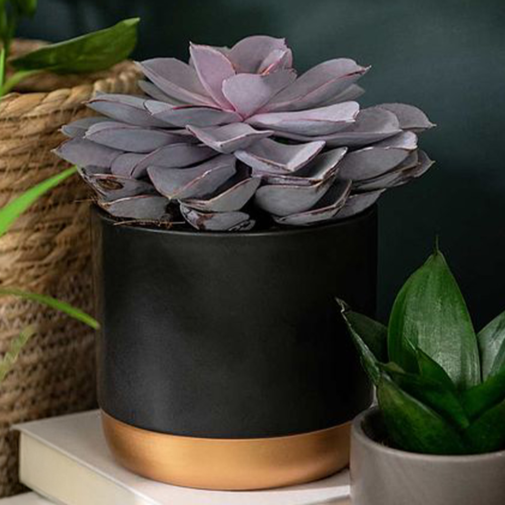 Thompson & Morgan Echeveria Purple Pearl Shine Like a Pearl Potted Plant 12cm Image 1