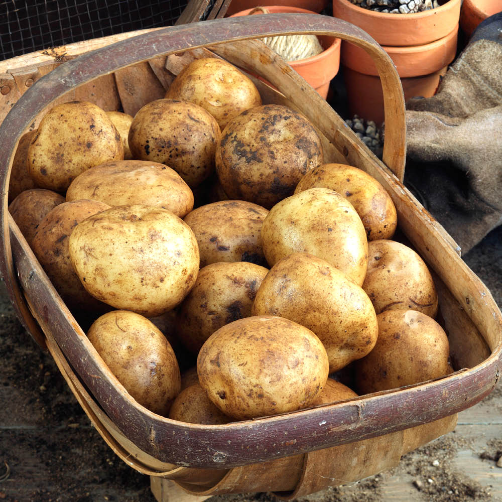 YouGarden Rocket Seed Potato Tubers 6 Pack Image 2