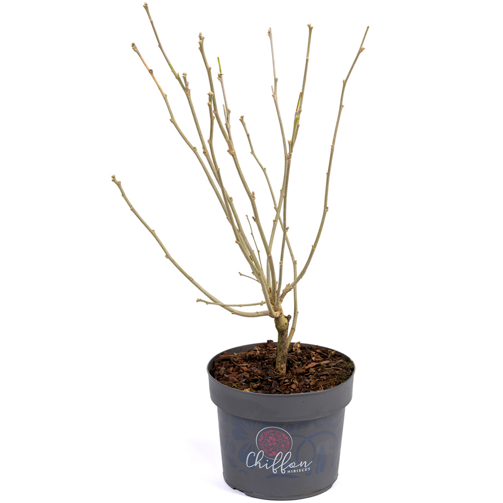 YouGarden Hibiscus Chiffon White Plant Pot Image 3