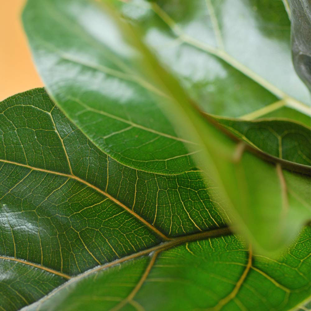 Thompson and Morgan Ficus Lyrata Compacta Fiddle Leaf Fig Plant Pot 9cm 3 Pack Image 3