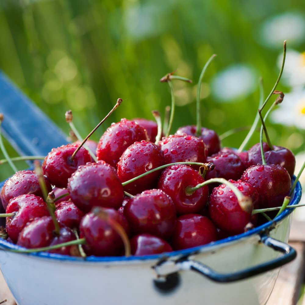 Thompson and Morgan Mini Cherry Prunus Avium Sylvia Fruit Plant Pot 9cm Image 3