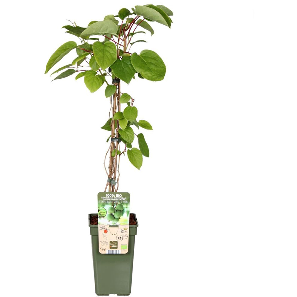Thompson and Morgan Actinidia Kiwi Arguta Geneva Plant Pot 15cm Image 4