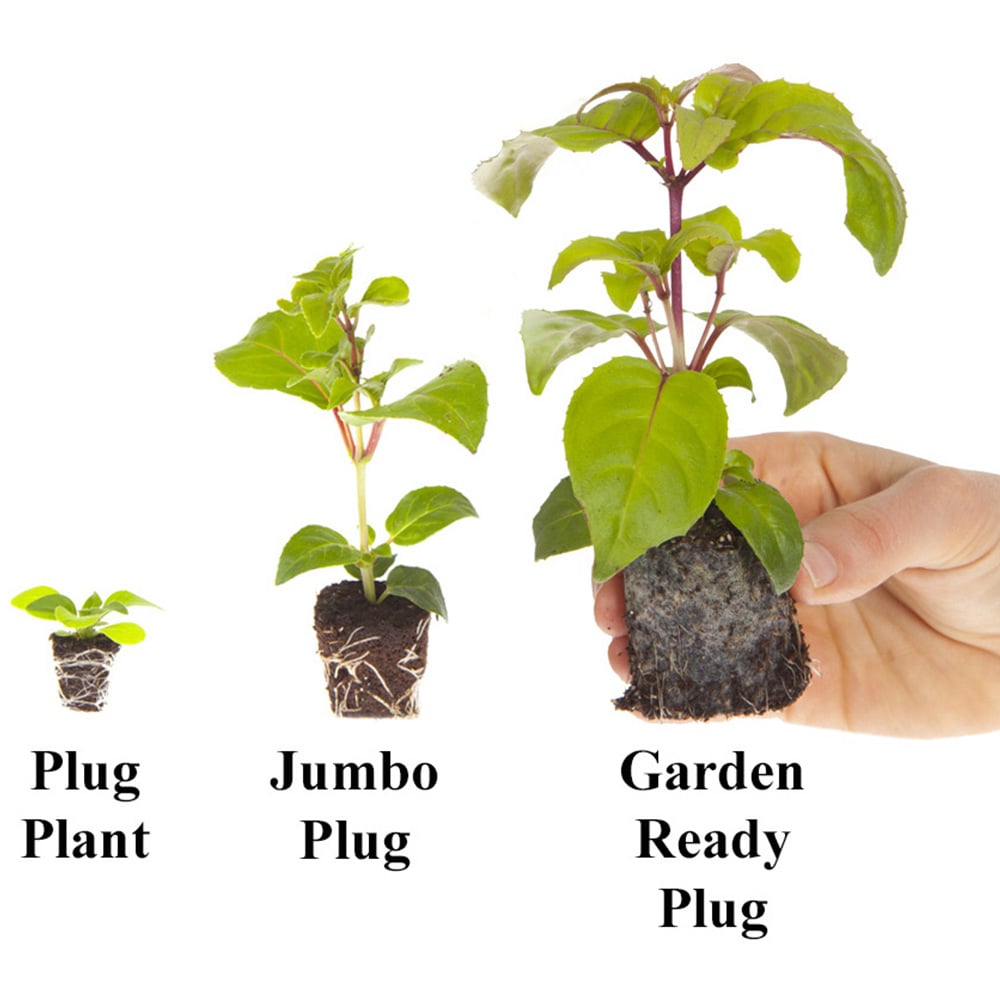YouGarden Fuchsia Trailing Collection Plug Plant 12 Pack Image 2