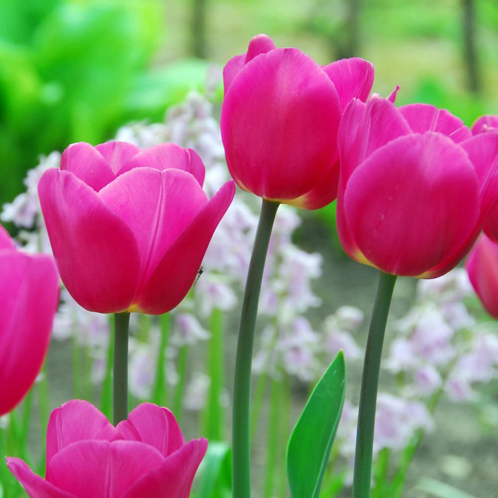 Thompson and Morgan Tulip Barcelona Planting Bulb 8 Pack Image 3