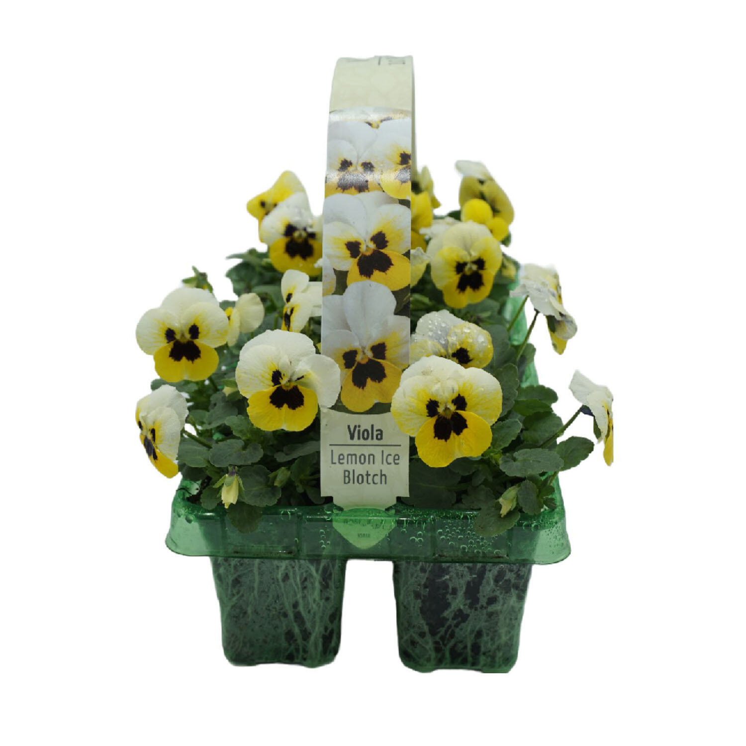 Pack of Spring Biennials - Multicolour Image 1