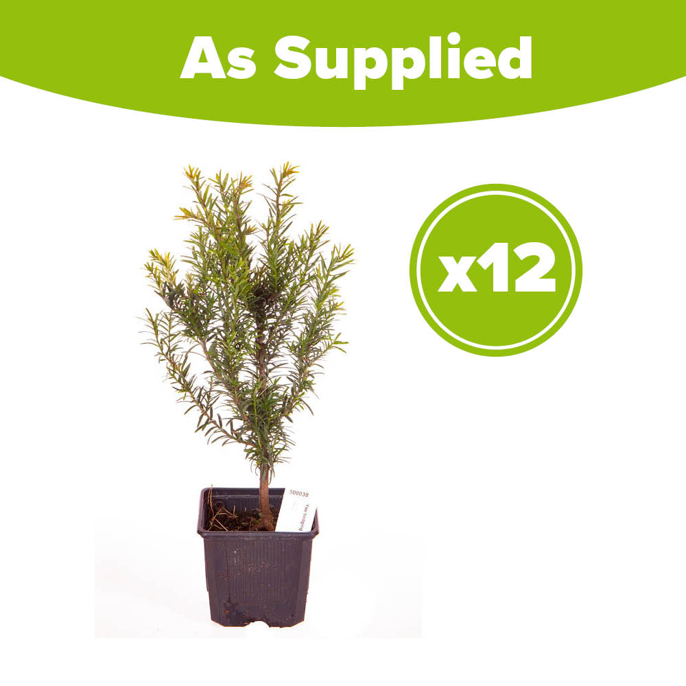 YouGarden Yew Hedging Taxus Baccata Plant in Pot 35cm 12 Pack Image 4