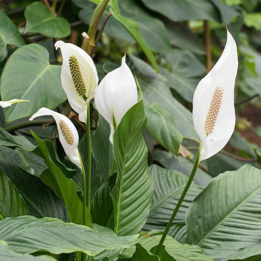 Thompson and Morgan Spathiphyllum Peace Lily Torelli Plant in Pot 12cm 3 Pack Image 5