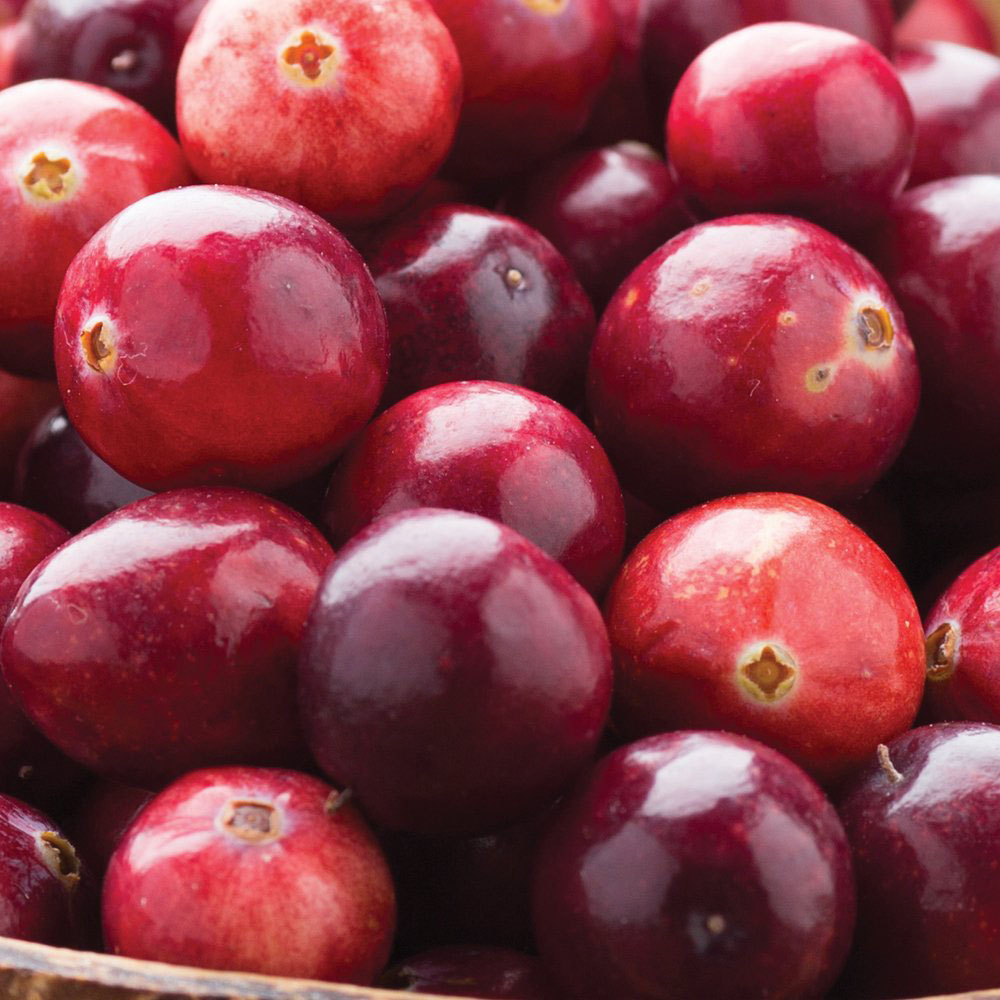 Thompson & Morgan Cranberry Vaccinium macro Pilgrim Potted Plant Image 4