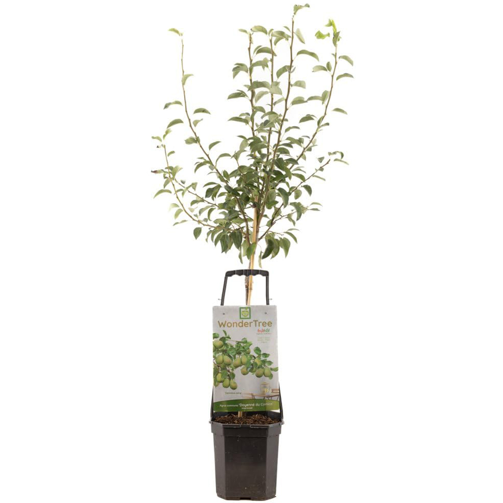 Thompson and Morgan Wonder Tree Pear Doyenne Du Comice Plant in Pot 24cm Image 2