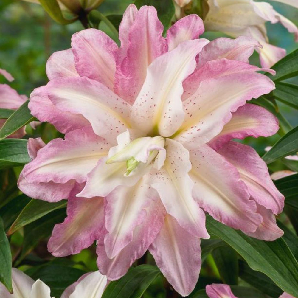 Thompson and Morgan Tree Lily Monet Planting Bulb 3 Pack Image 2