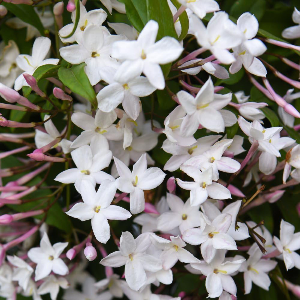 Thompson and Morgan Jasminum polyanthum Starry Summer Night Plant Pot 9cm Image 3