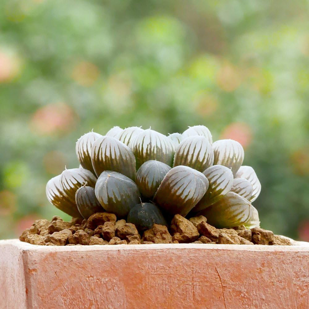 Thompson and Morgan Haworthia Cooperi Plant Pot 5.5cm Image 2
