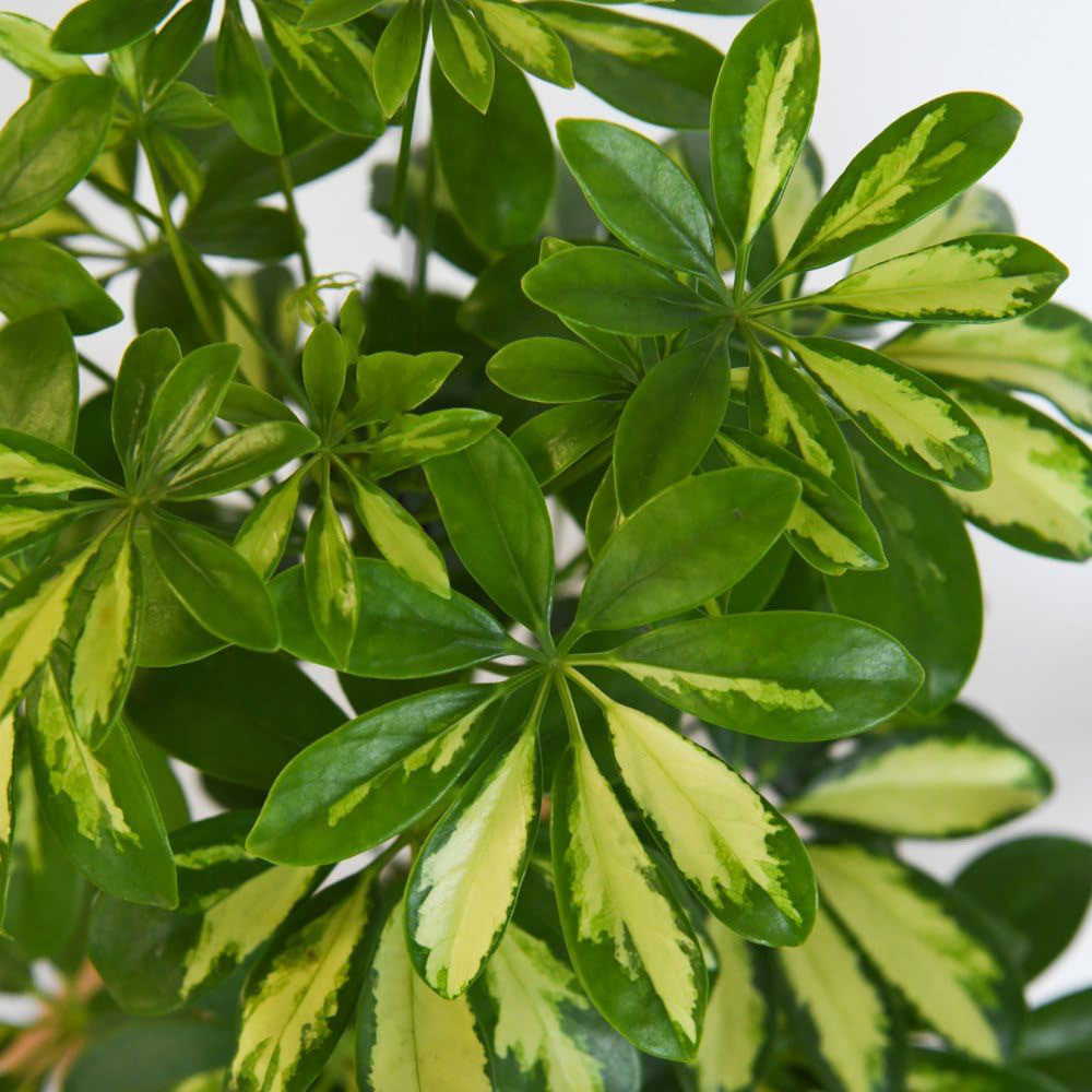 Thompson and Morgan Modern Home Houseplant Collection 3 Pack Image 6